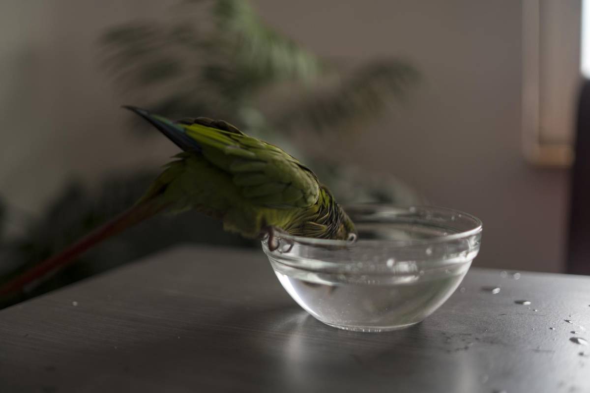 Consejos para cuidar a sus mascotas durante el verano