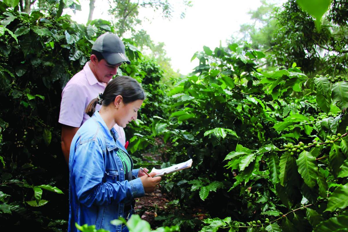 Ihcafé se prepara para liberar 4 variedades más resistentes a roya