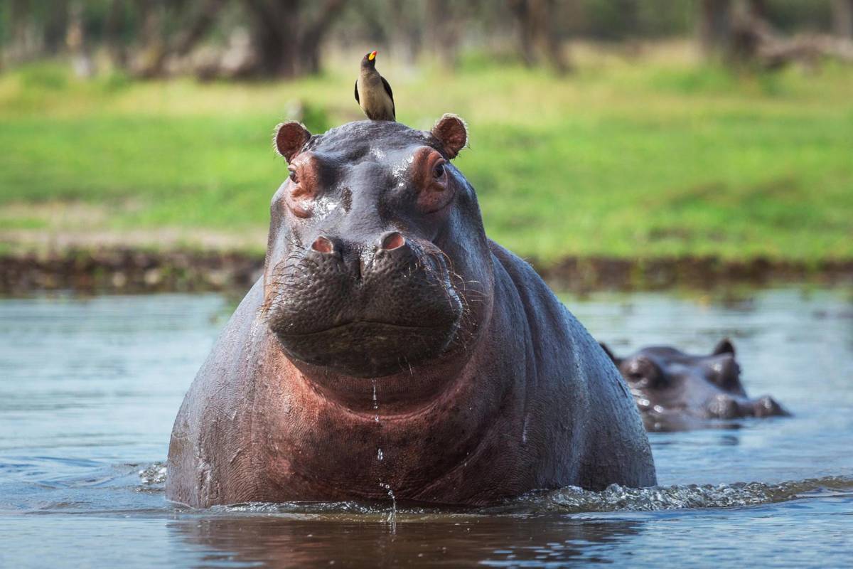 Este será el triste final de los hipopótamos de Pablo Escobar