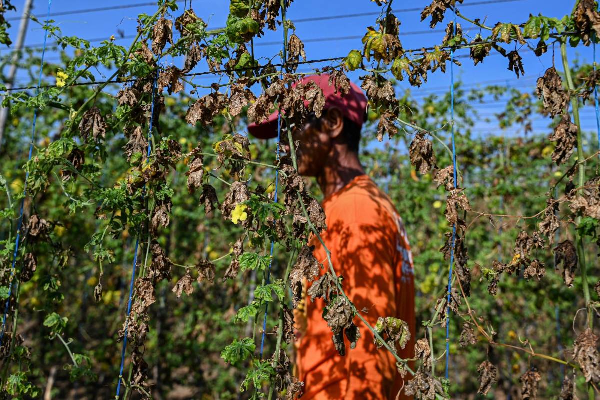 El 2023 fue el año más cálido registrado en América Latina y el Caribe, revela la ONU