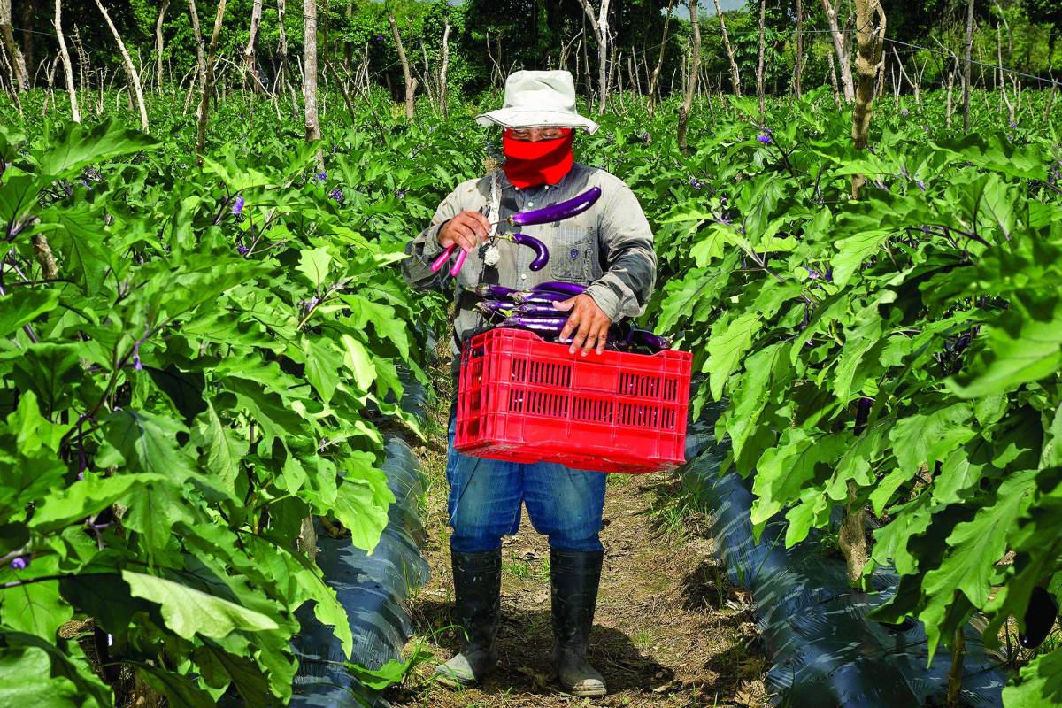 La agroindustria es el brazo fuerte de la economía de Comayagua, Choluteca y El Paraíso.
