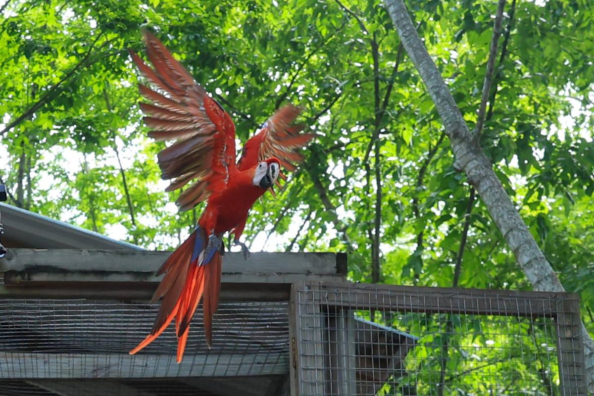 Asfura participa en liberación de guacamayas rojas y destaca la riqueza natural de Honduras
