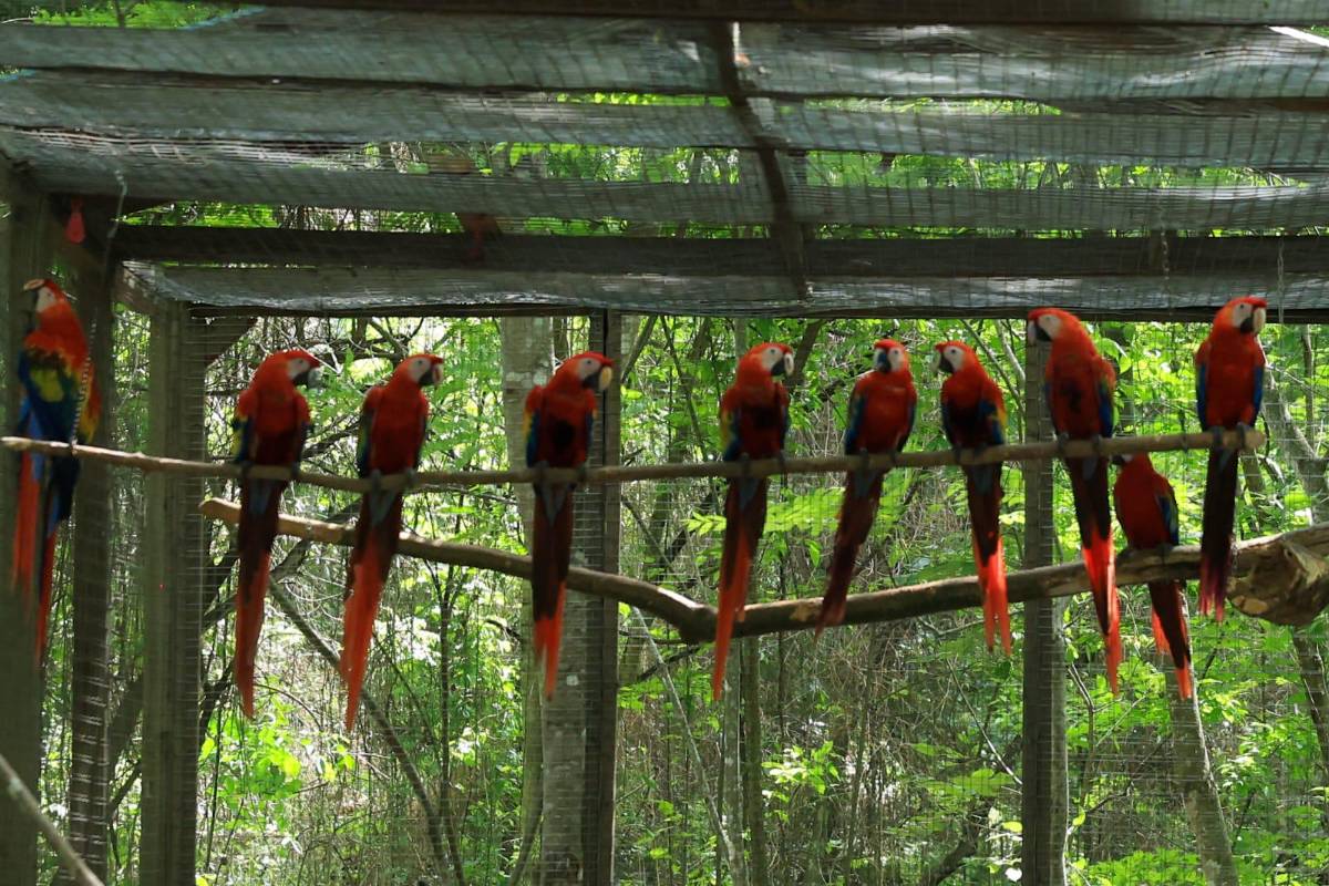 Asfura participa en liberación de guacamayas rojas y destaca la riqueza natural de Honduras