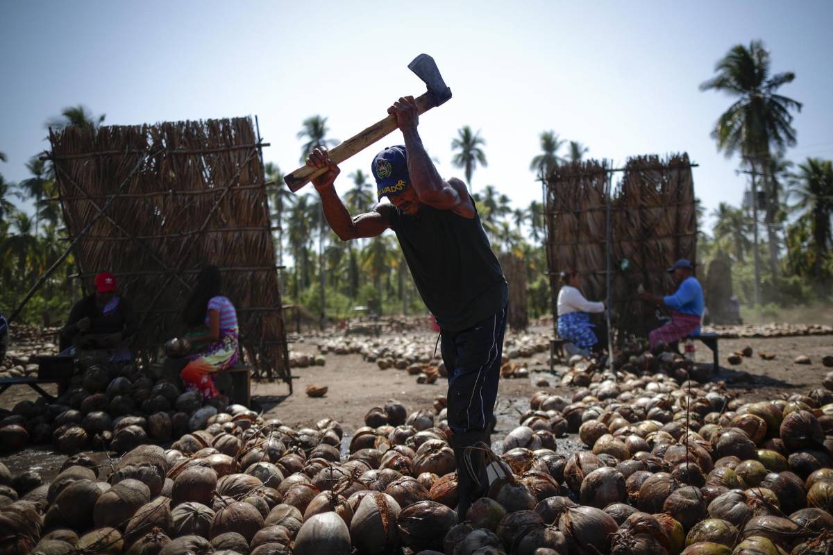Un hombre trabaja cortando cocos en la Isla Espíritu Santo (El Salvador).