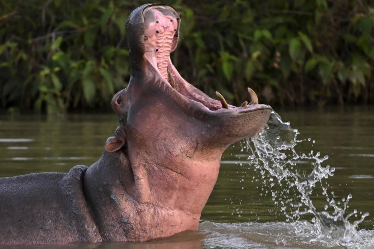 Colombia ya no sabe qué hacer con los hipopótamos de Pablo Escobar