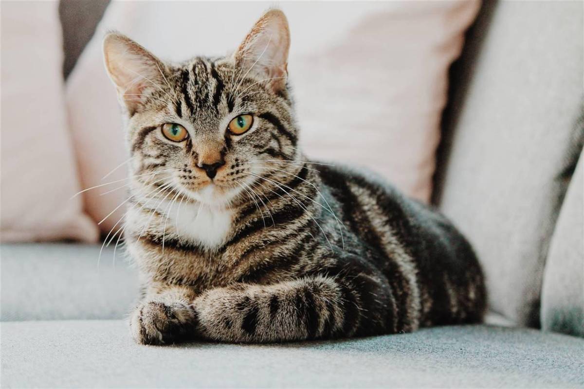 ¡Alerta! estas son las señales de que un gato podría morir pronto