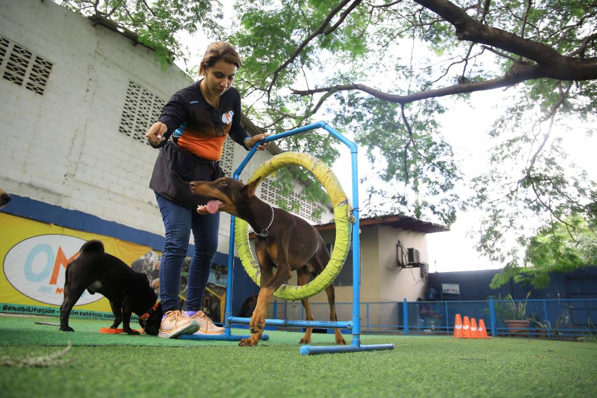 Adiestramiento canino: diversión, obediencia, seguridad y habilidades