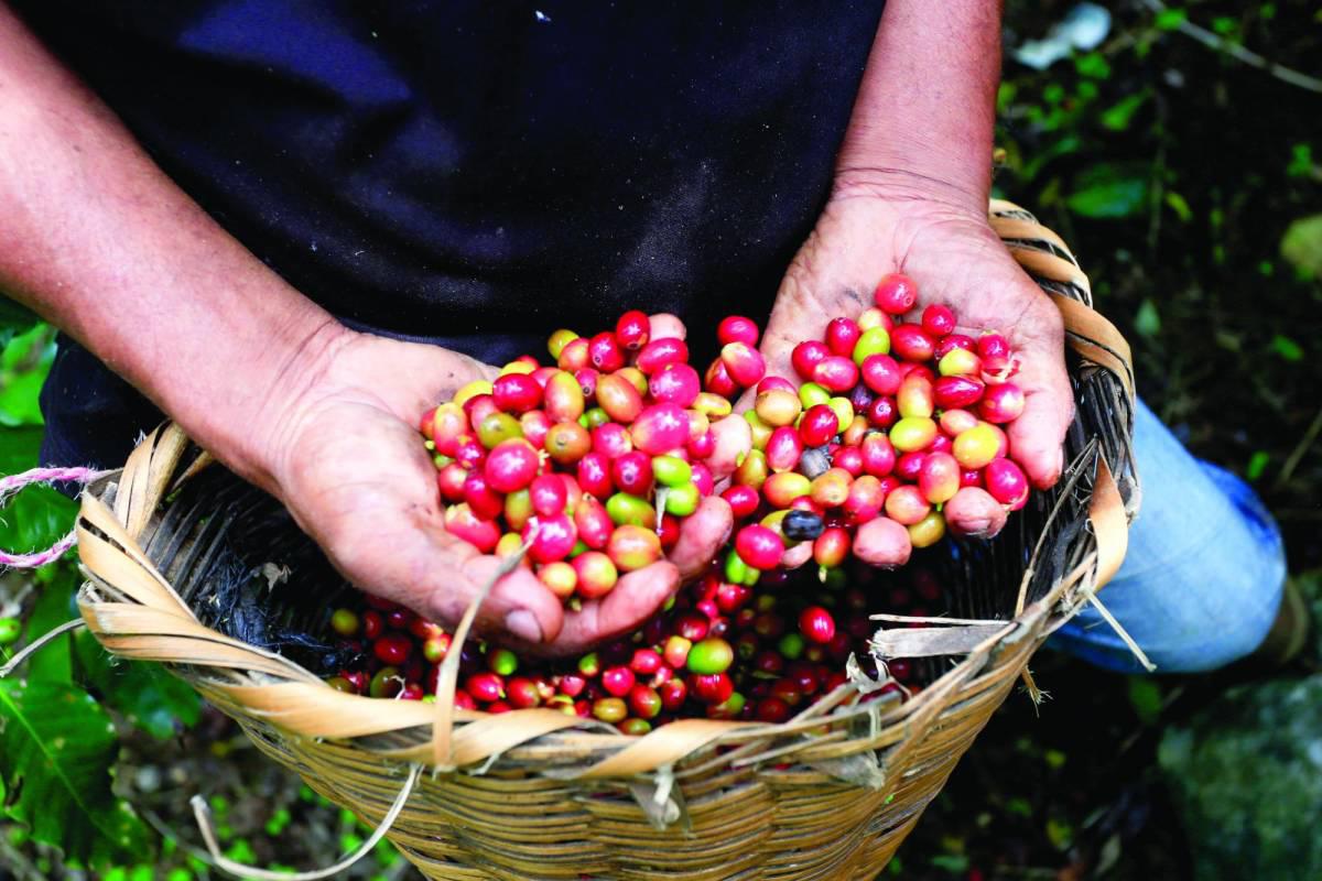 Cuántas divisas ha generado el café a la economía de Honduras