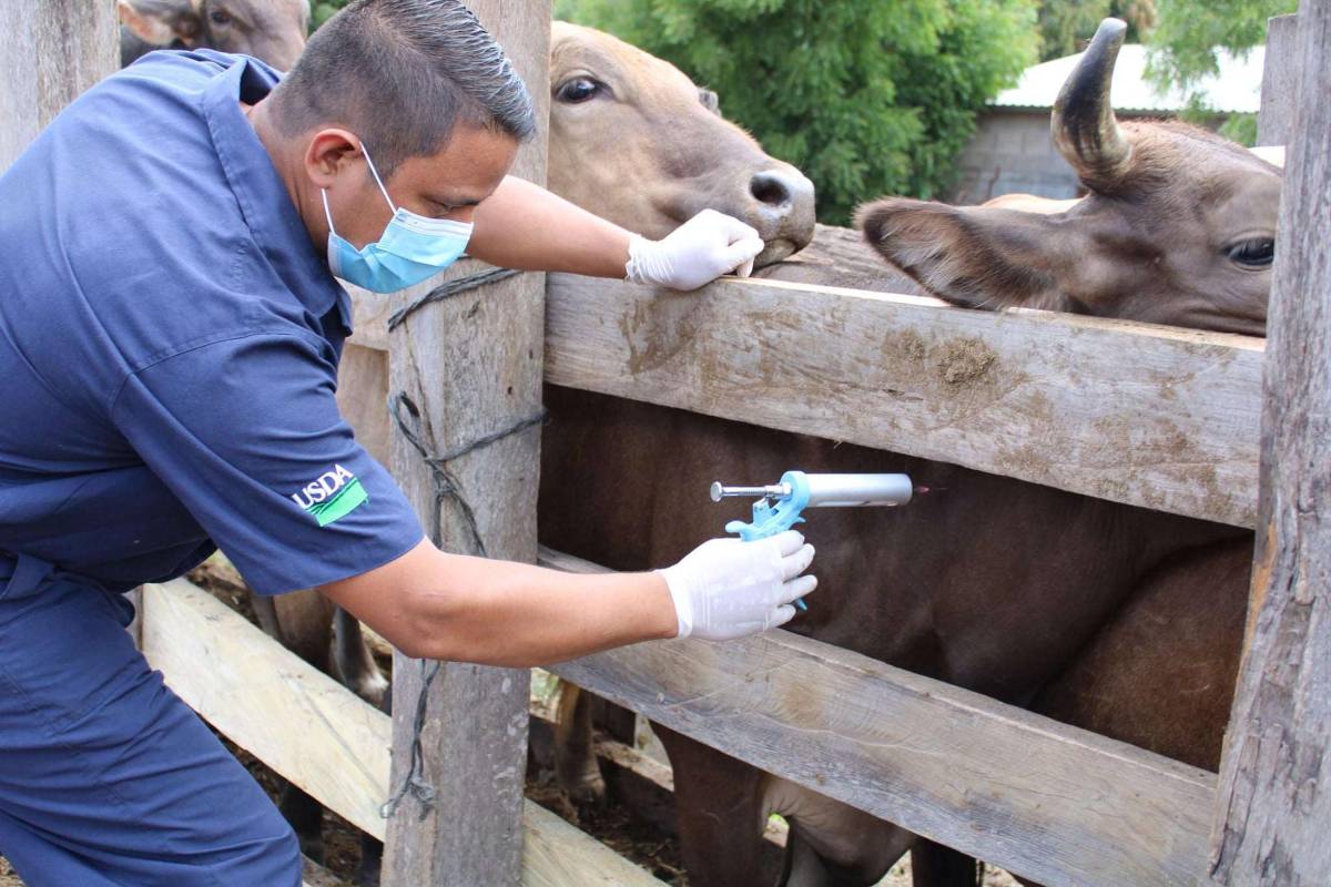 Ganaderos de Esparta, Atlántida, en alerta por rabia bobina