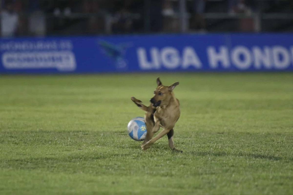 Motagua festeja, show de 'Firulais', jugador llora y Mathías falló en Choloma