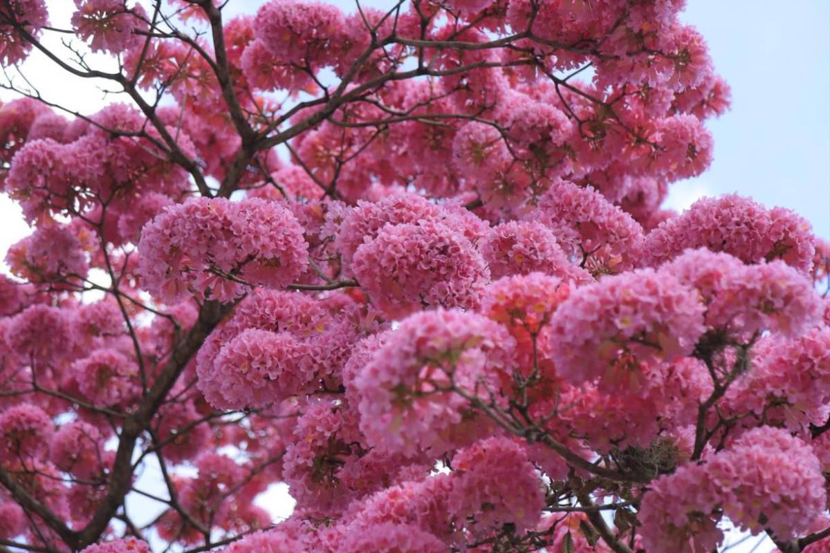 Macuelizos adornan San Pedro Sula en vísperas del Día del Amor y la Amistad