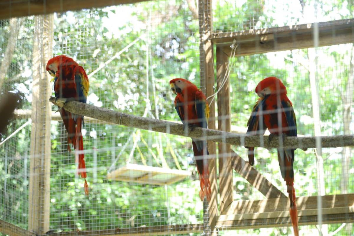 Así vivió La Ceiba la segunda liberación de guacamayas rojas en el río Cangrejal