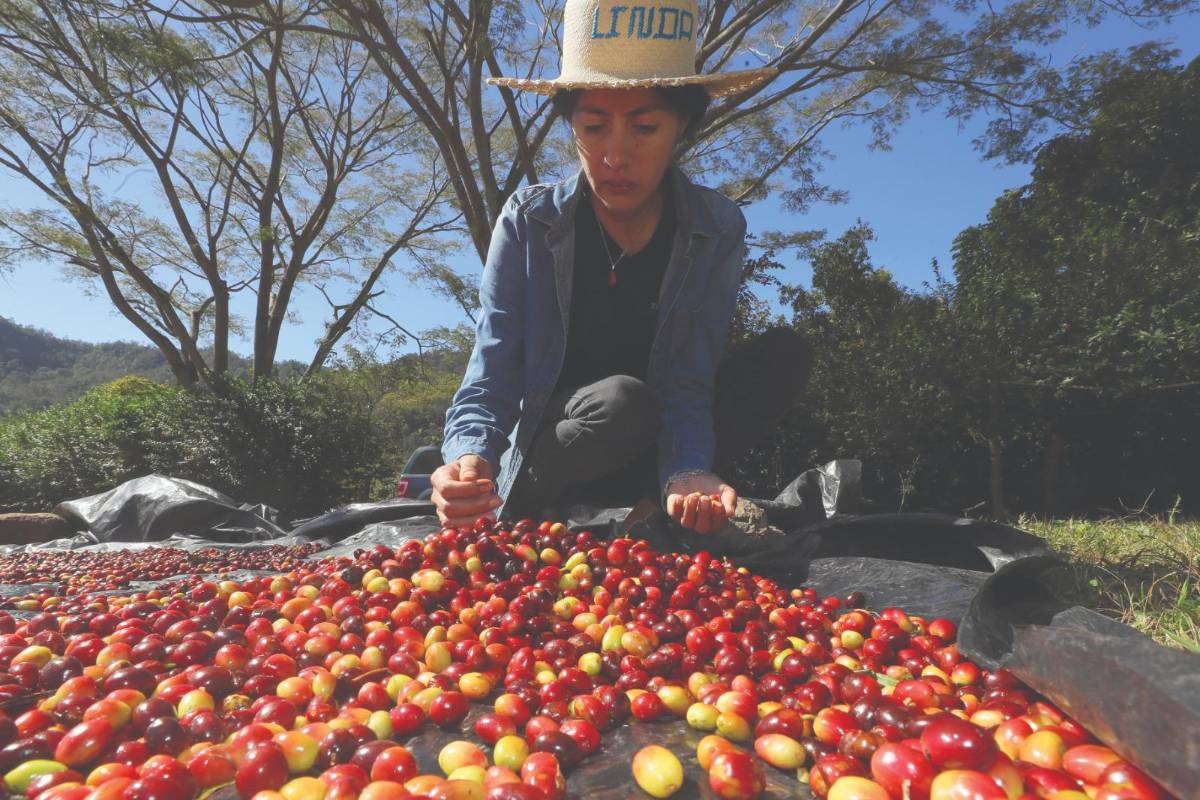 Una política de L156 mil millones para fortalecer el agro