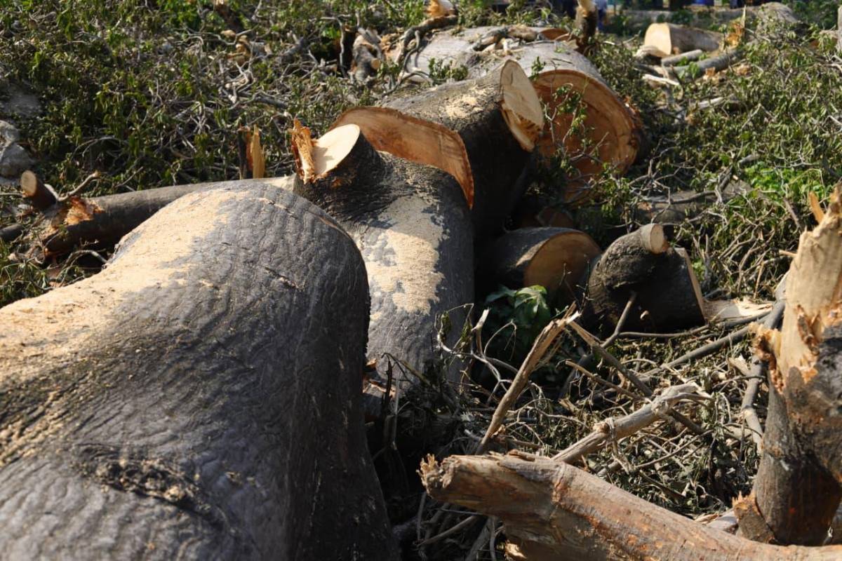 Sin piedad cortaron los árboles en las cercanías del vado El Espartano