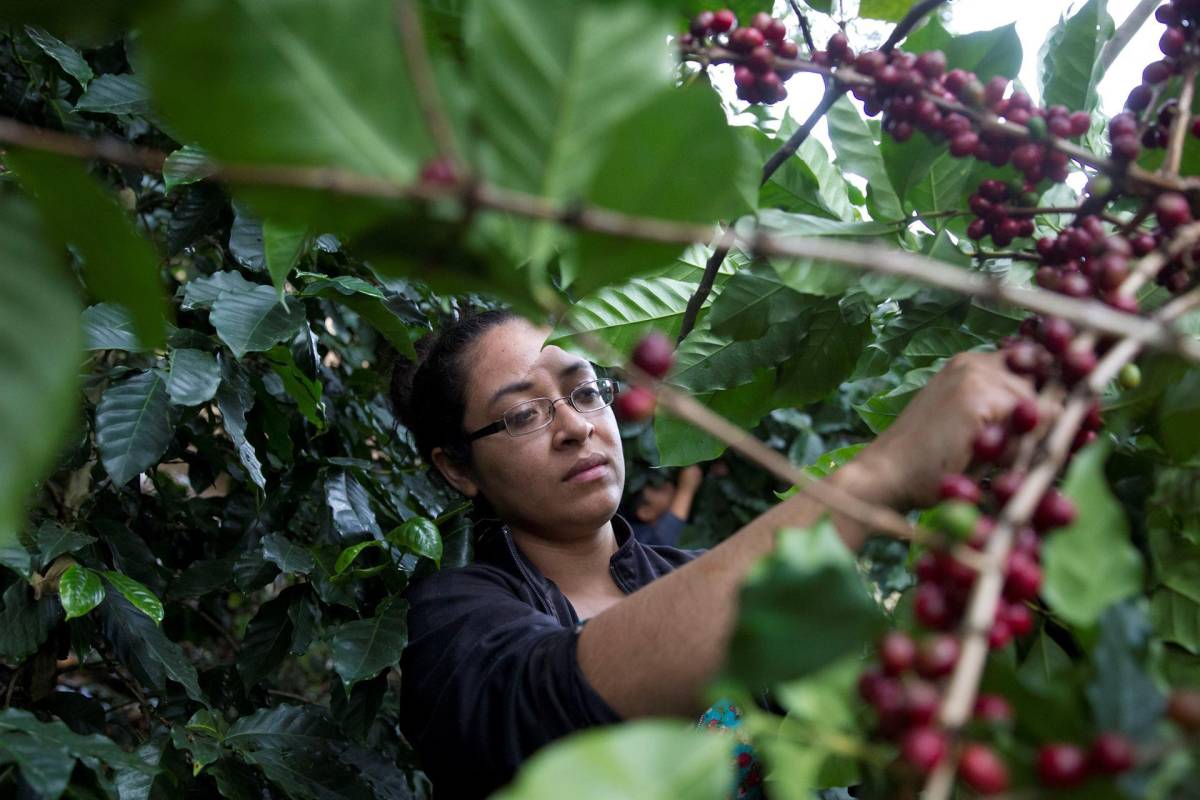 Honduras obtiene 1,414 millones de dólares por las ventas de café en el ciclo actual
