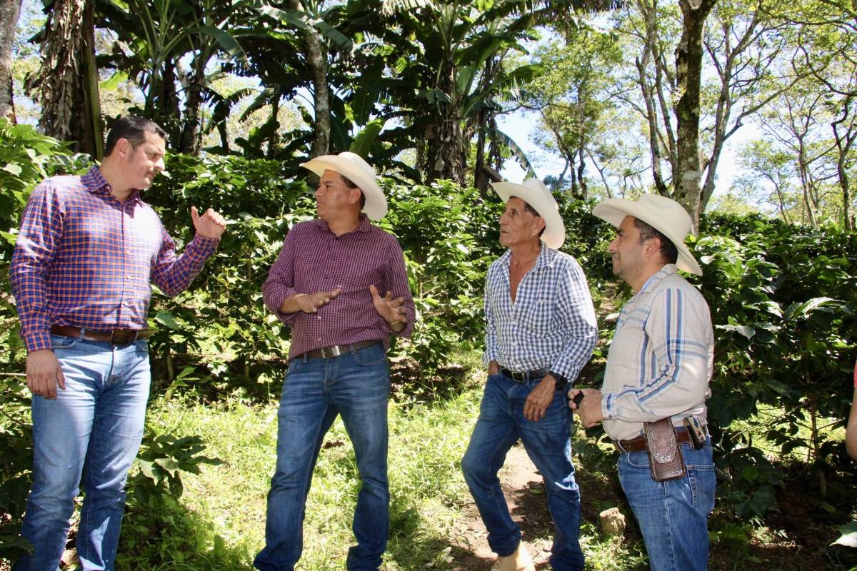 Gobierno de Honduras impulsa renovación de fincas cafetaleras