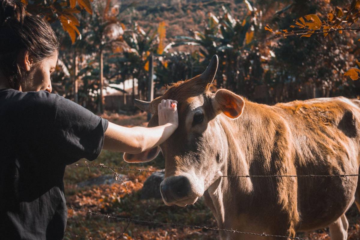 Cuidar varias mascotas ayuda con la salud mental y mejora los hábitos diarios