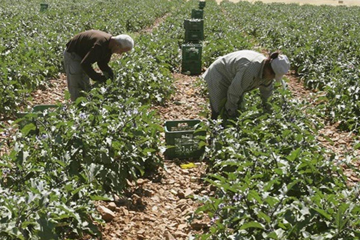 $!Trabajadores hispanos recolectan berenjena. EFE