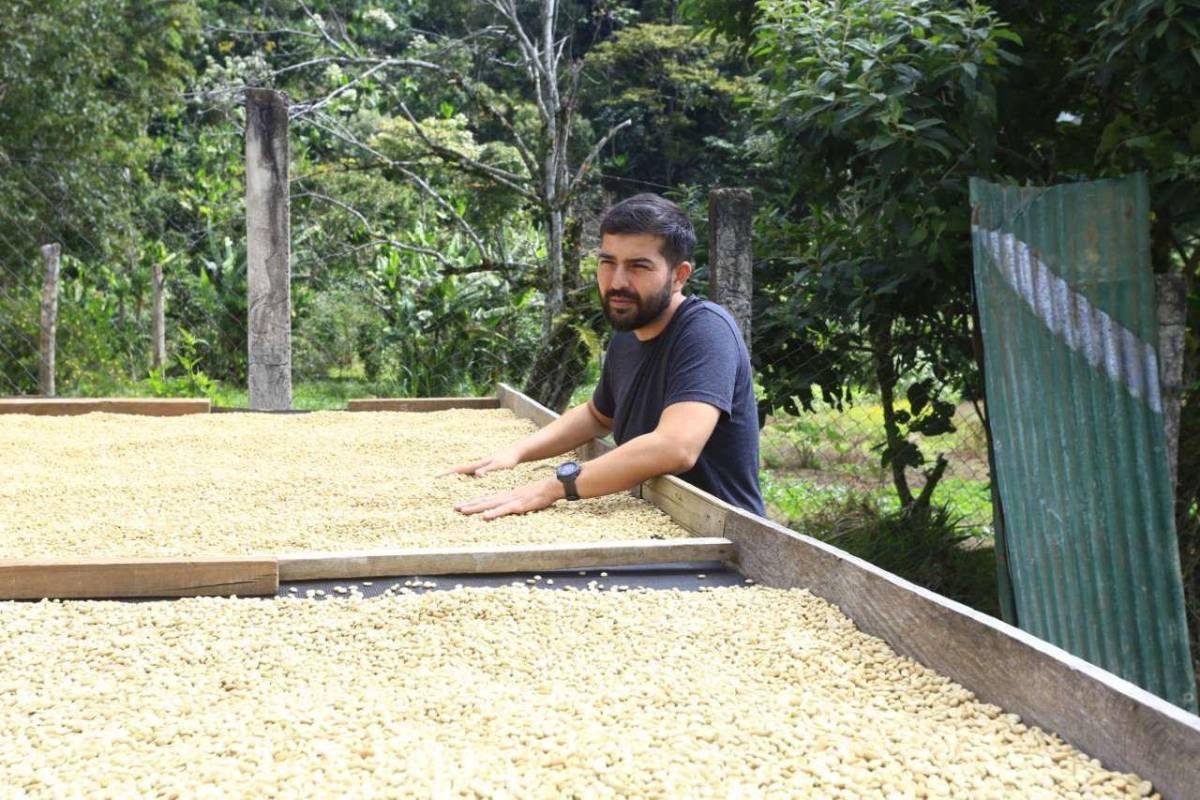 $!En el departamento de La Paz se cultiva el café de mayor calidad de Honduras e incluso uno de los mejores del mundo.