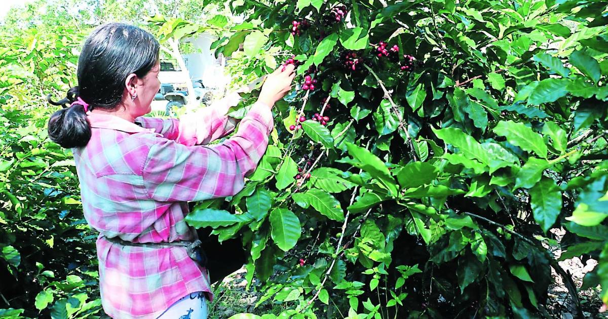 Traerán más de 10,000 cortadores de Guatemala para recolectar café