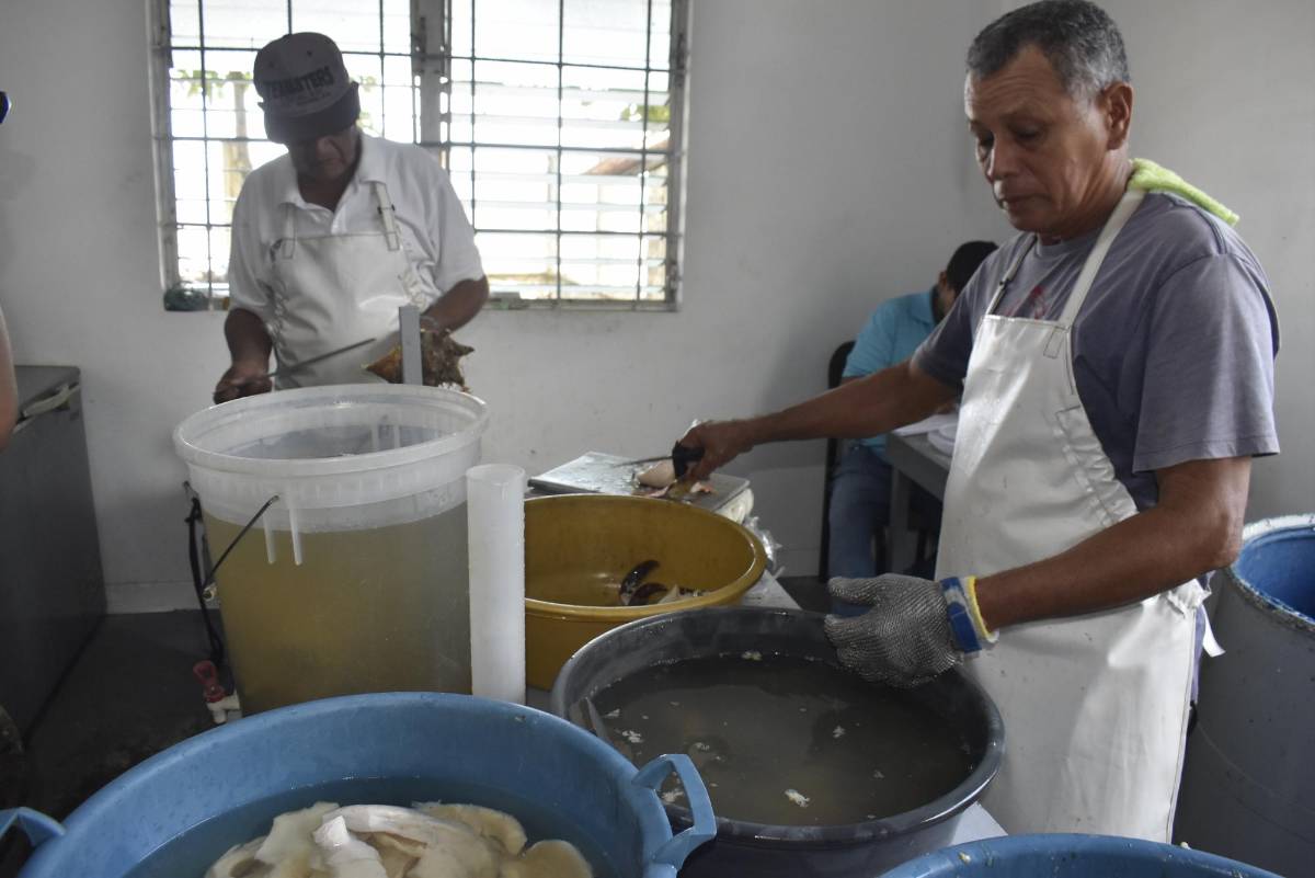 El caracol y sus rigurosas restricciones para extraerlo del mar