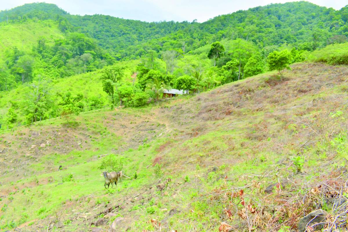 Hay unas cien manzanas afectadas en Capiro.
