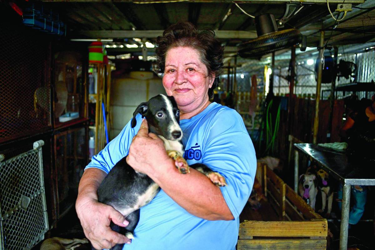 Usted puede apoyar la fundación apadrinando una mascota, solo debe aportar L50 mensuales.