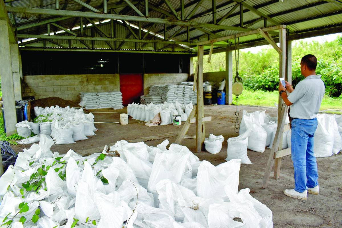 La cooperativa Coproaserso cuenta con su propio vivero y además producen su abono.