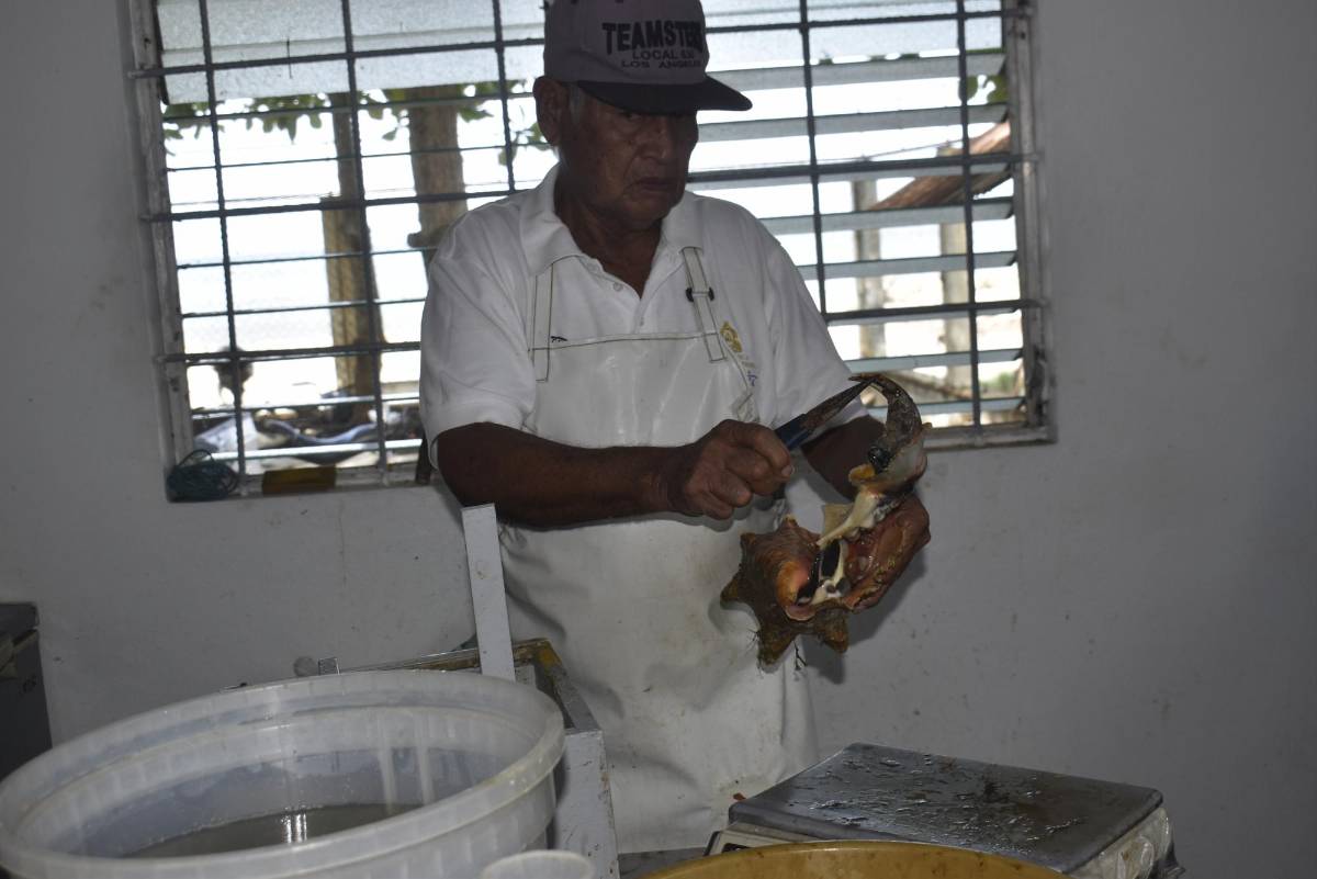 Manualmente los trabajadores extraen el caracol de la concha, luego es limpiado y pesado. Previo a eso miden la altura, el largo y el grosor del labio de la concha.