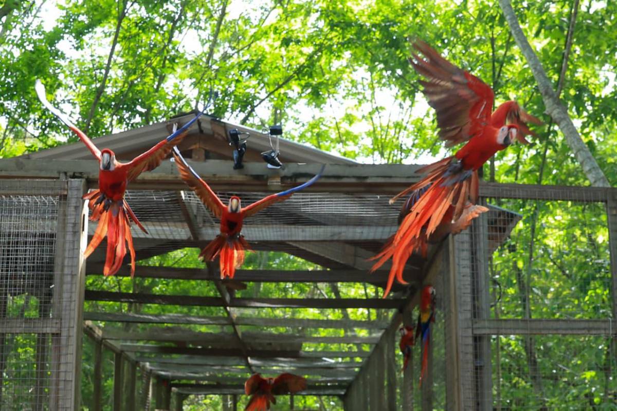 Asfura participa en liberación de guacamayas rojas y destaca la riqueza natural de Honduras