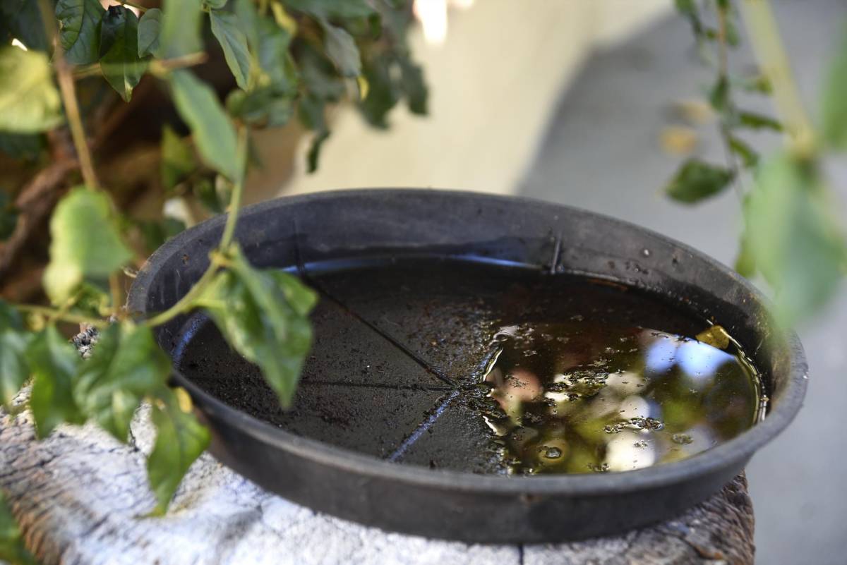 Así lucen los criaderos de zancudos en agua estancada.