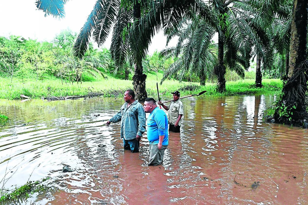 Las lluvias dejaron en Honduras dos personas muertas, cientos de familias evacuadas, casas inundadas y cultivos destruidos en márgenes del río Ulúa, donde hay varios bordos dañados.