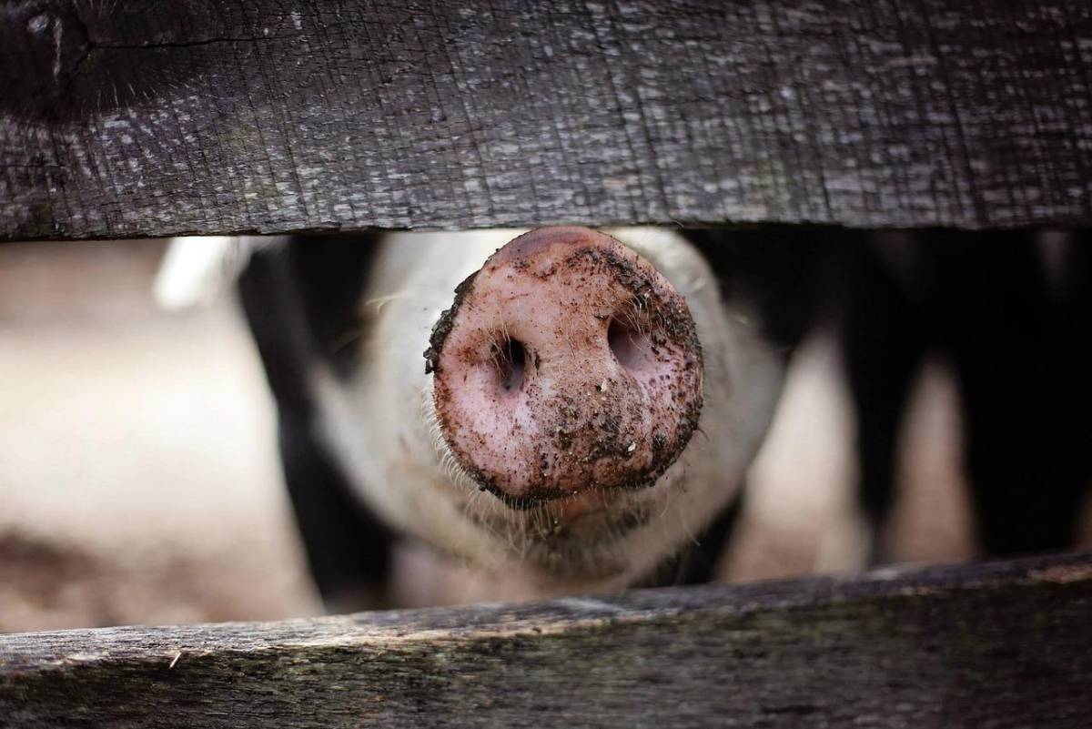 Un cerdo manda al hospital a hondureño tras feroz mordida
