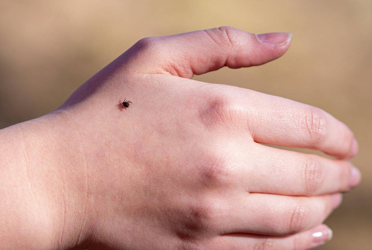 ¡Cuidado! Las picaduras de garrapatas pueden causar severos daños a su salud