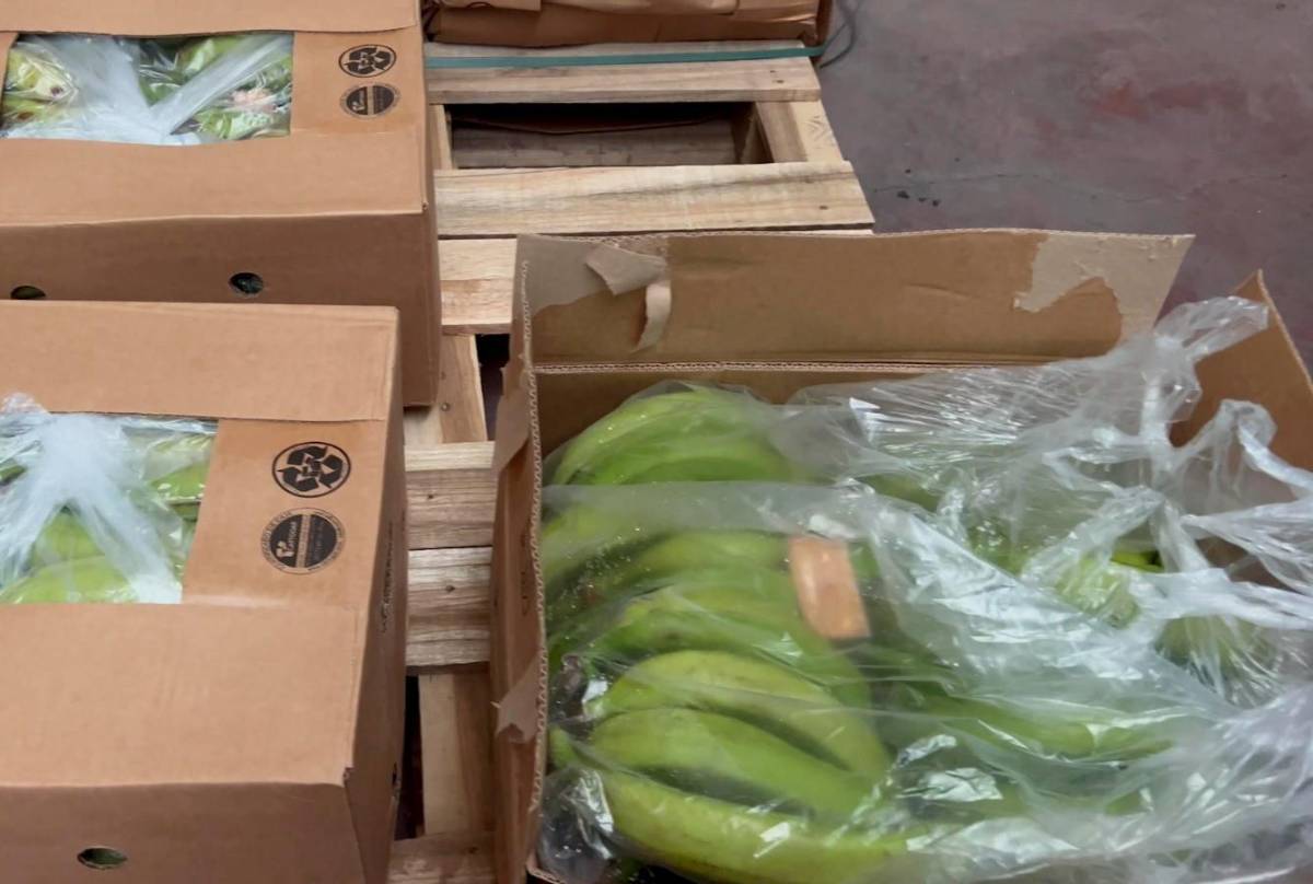 En España desmantelan red que traficaba cocaína oculta entre bananas