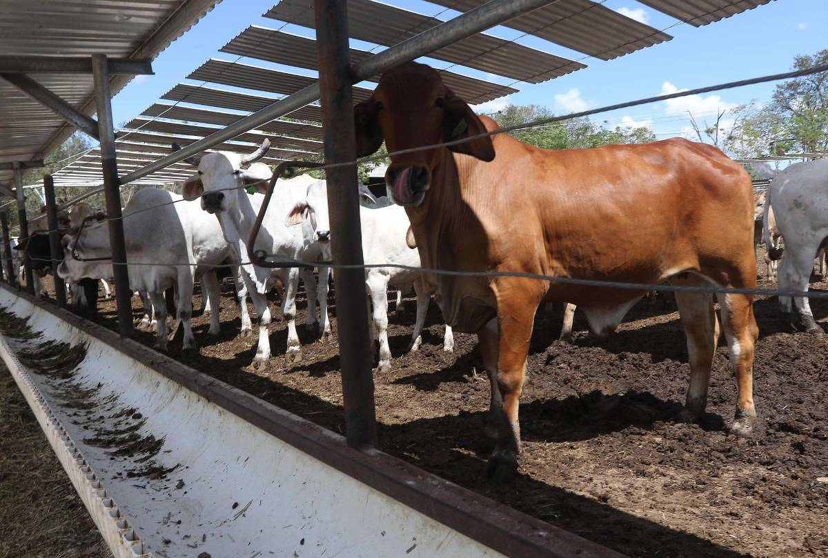 Bienes en Gracias, Lempira. Hacienda de Joh.