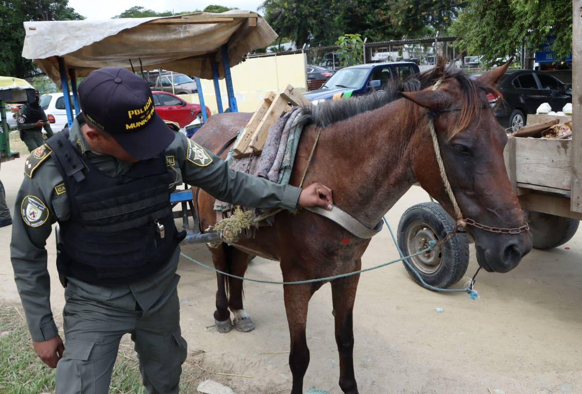 L1,000 de multa para dueños de carretas de caballos en San Pedro Sula
