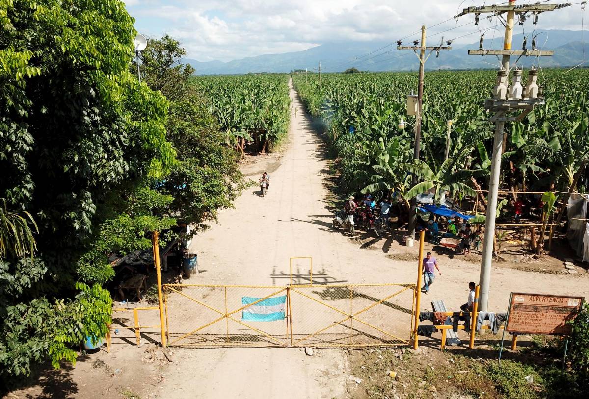 Campesinos venden fruta de fincas que tienen invadidas en Colón