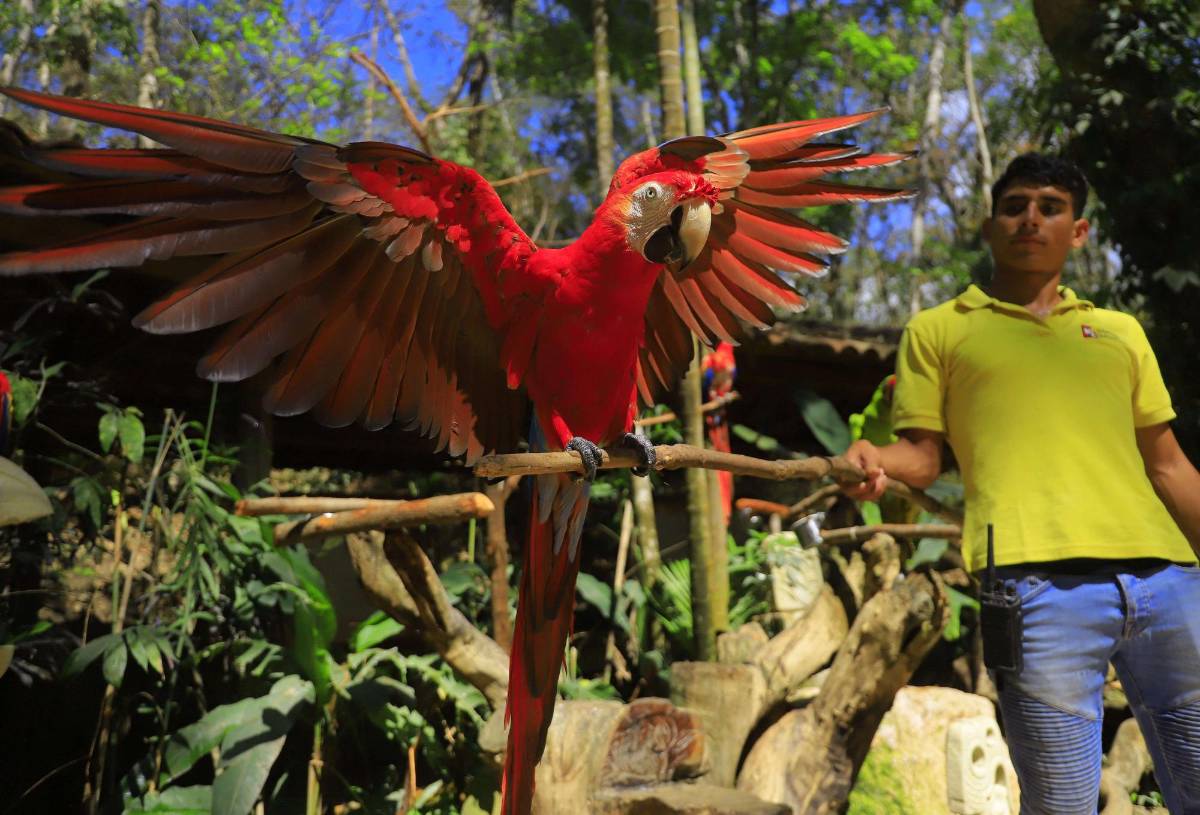 Semana Santa 2023: Arqueología y naturaleza en Copán Ruinas