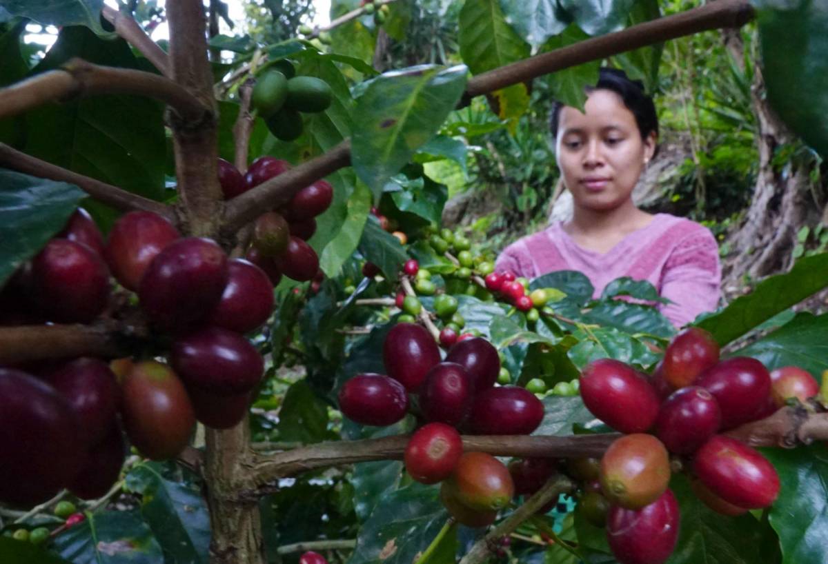 Exportaciones de café bajan 40 % al iniciar cosecha 2023-2024