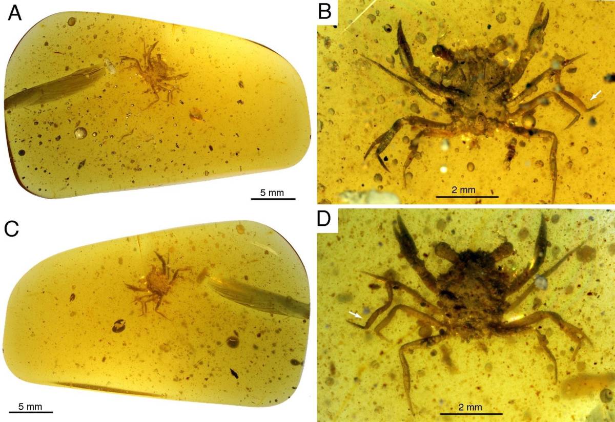 Descubren un cangrejo perfectamente conservado en ámbar de hace 100 millones de años
