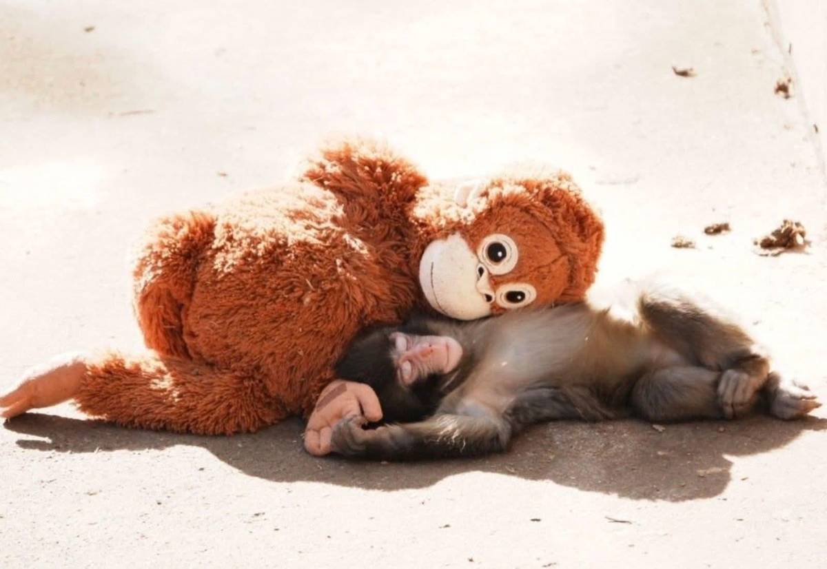 Punch, el macaco japonés que enternece al mundo con su amigo peluche
