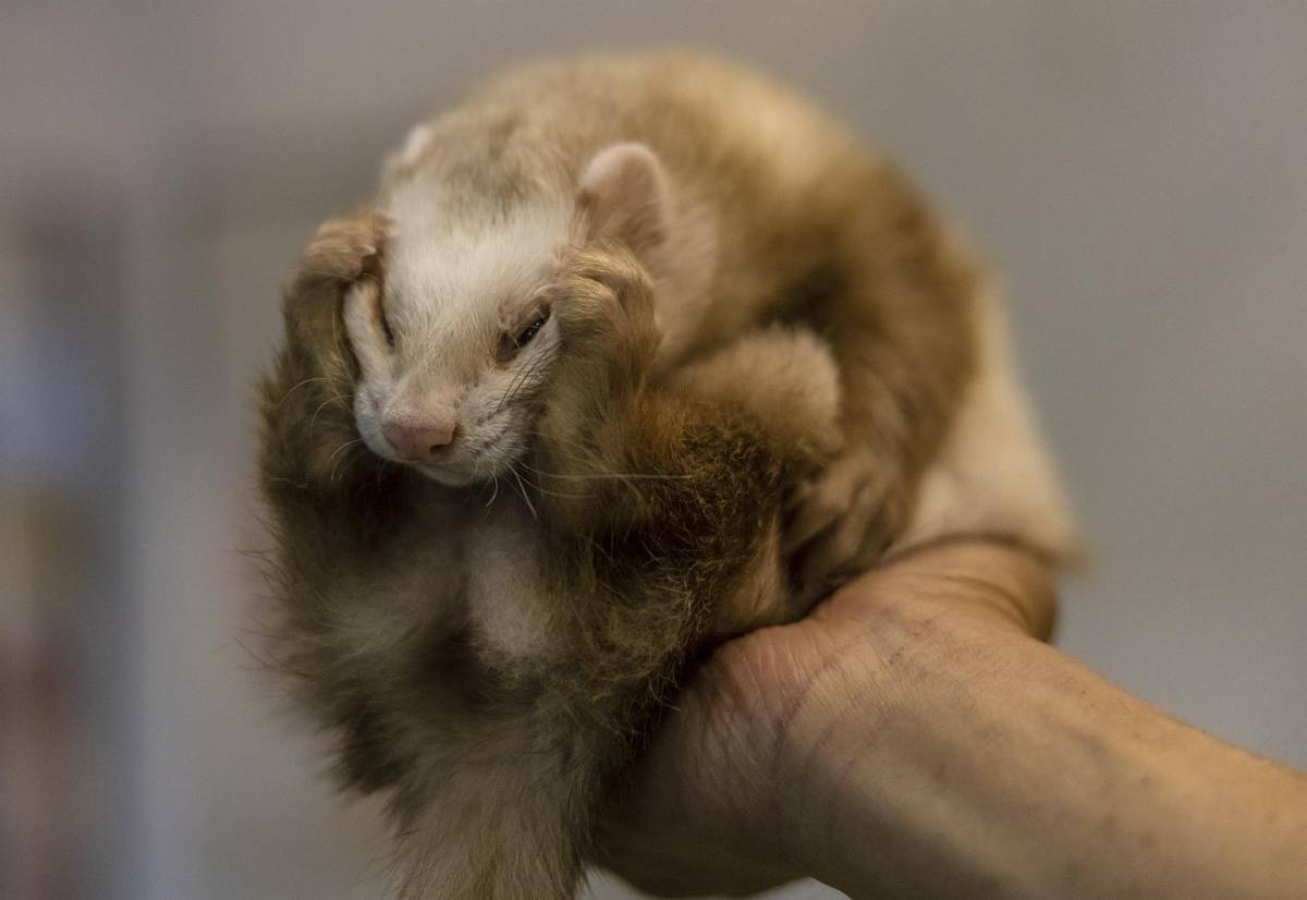 Autoridades sanitarias confirman primer caso de hurón con covid-19 en EEUU