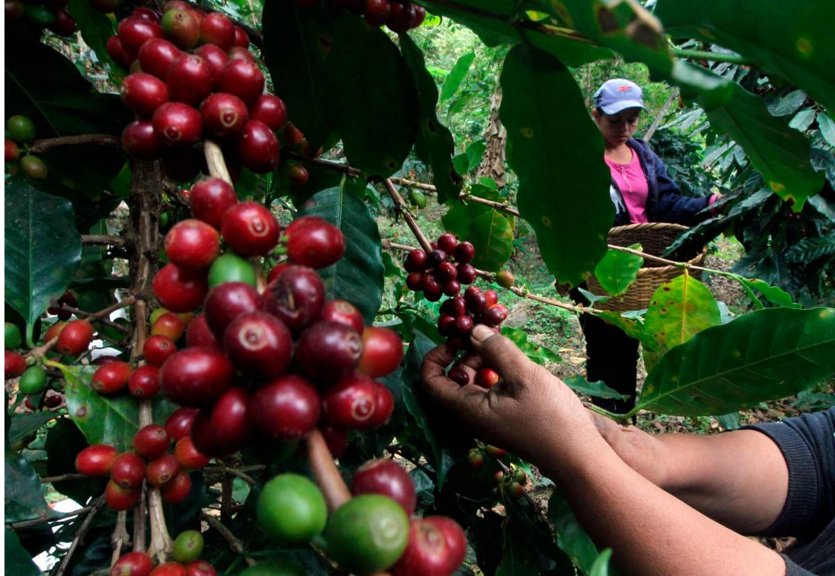 Exportación de café crecerá más de $1,200 millones al cierre de cosecha