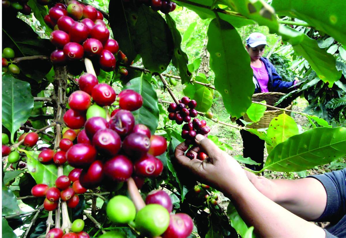Caen ingresos por venta de café, pero exportación sube en volumen