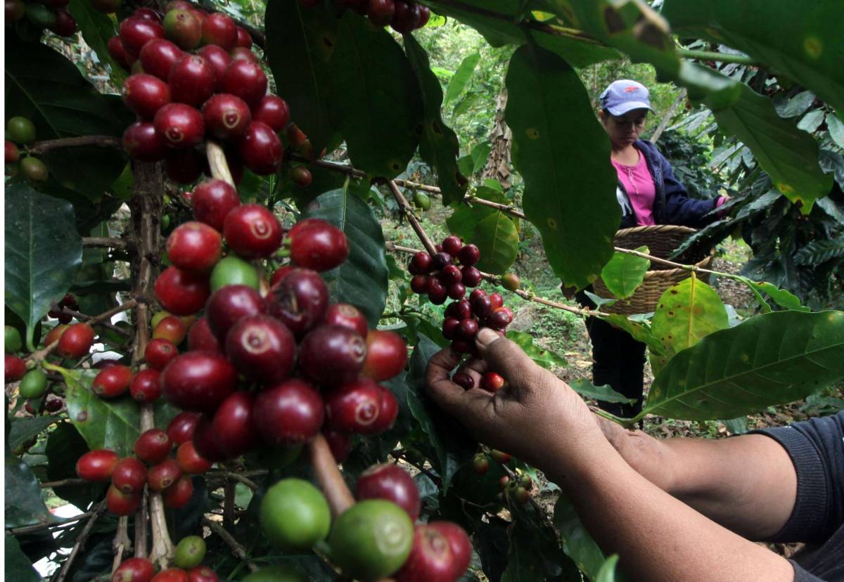 Varias fincas de café en Marcala sufrieron pérdidas debido a que el grano se cayó de los arbustos al no tener suficientes cortadores para la cosecha. La falta de trabajadores también afecta los procesos de fertilización y nutrición de las plantas.