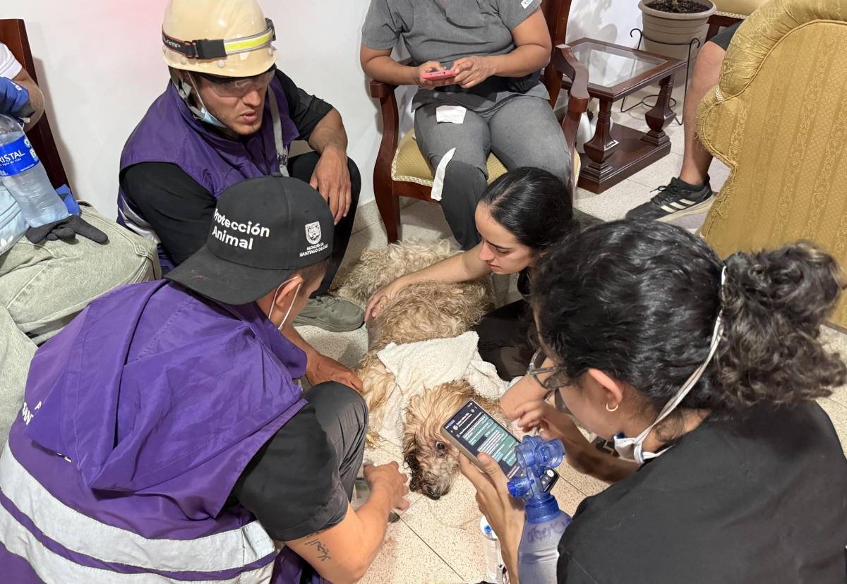 Antonio, el perro rescatado de los escombros en Colombia, alimenta la esperanza de una familia