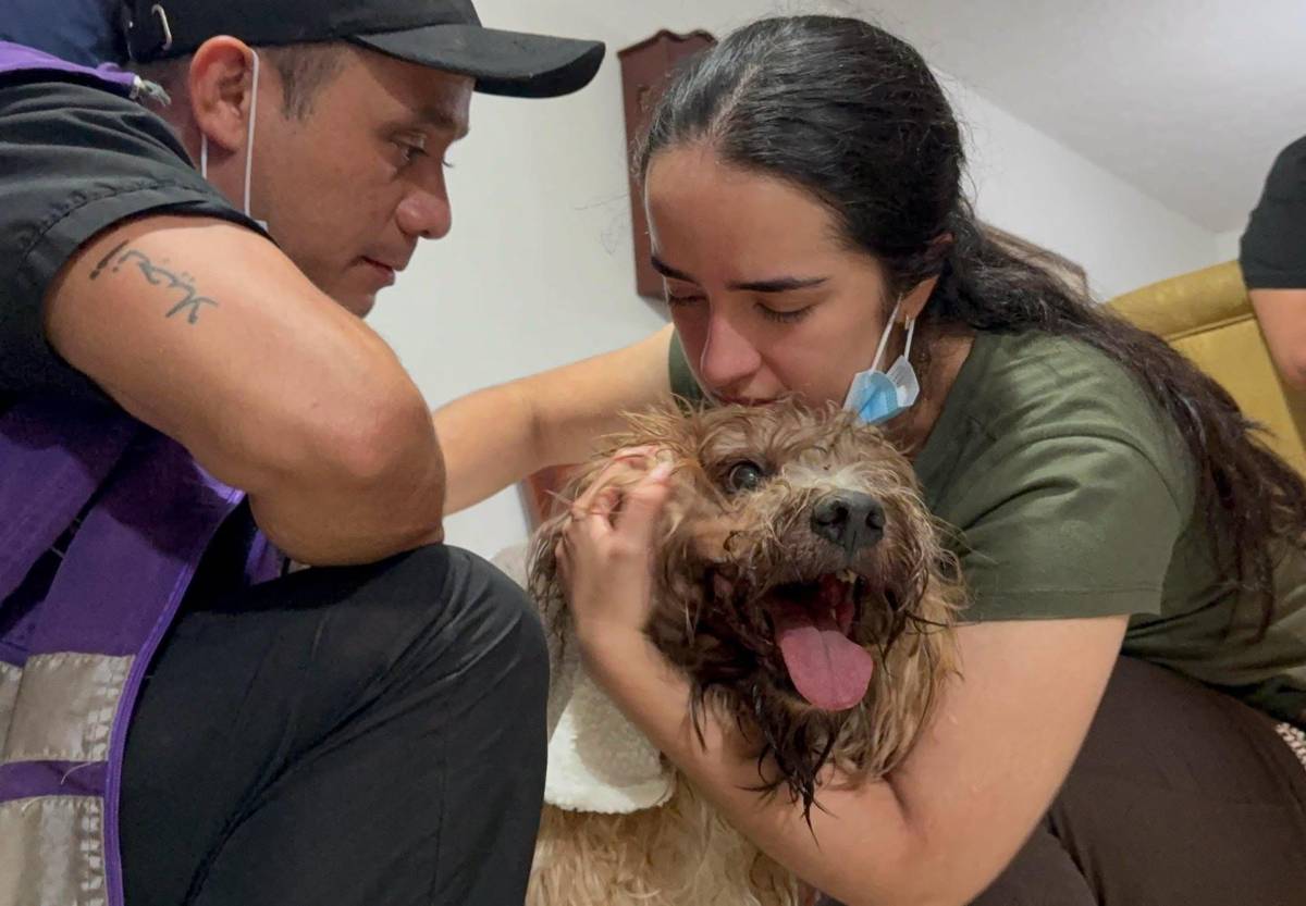 Antonio, el perro rescatado de los escombros en Colombia, alimenta la esperanza de una familia