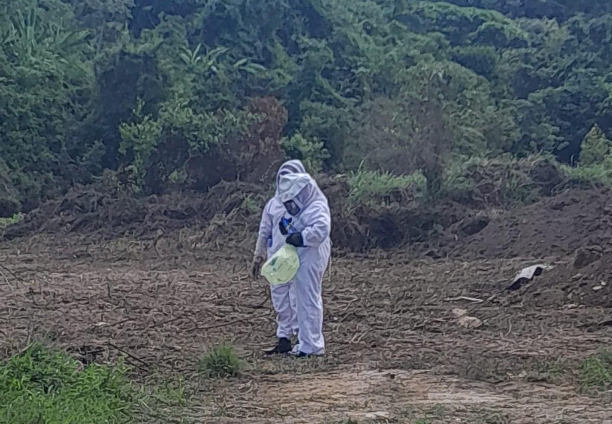 Topógrafo muere tras ataque de enjambre de abejas en La Ceiba