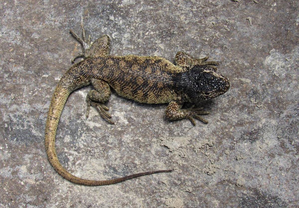 Liolaemus warjantay, la nueva y rara especie de lagartija descubierta en Perú